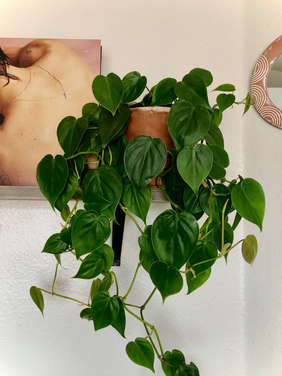 Heartleaf Philodendron